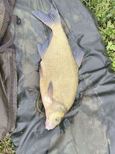 Common Bream