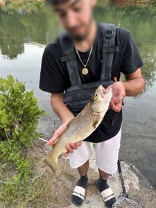 Brown Trout