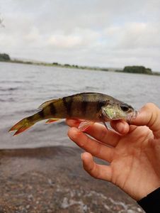 European Perch