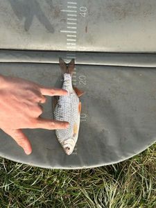 Roach
