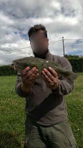 Largemouth Bass