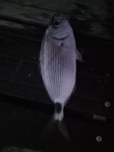 Saddled Seabream