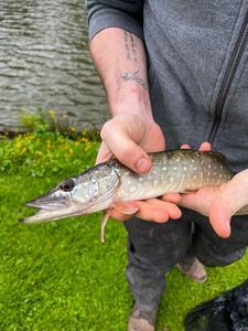 Northern Pike