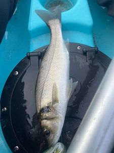 European Bass (Seabass)