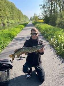 Northern Pike