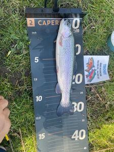 Rainbow Trout
