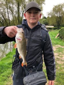 European Perch
