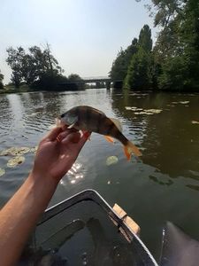 European Perch