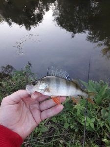 European Perch