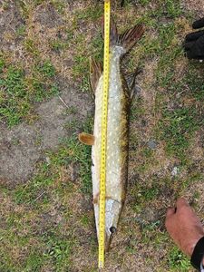 Northern Pike