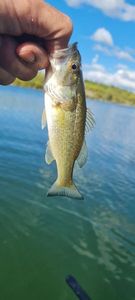 Largemouth Bass