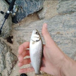 European Bass (Seabass)