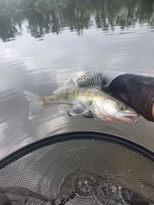 Zander