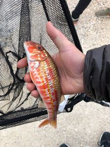 Surmullet