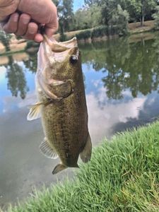 Largemouth Bass