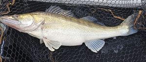 Zander