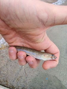 Atlantic Lizardfish