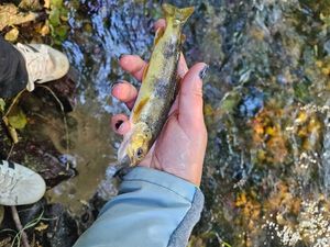 Brown Trout