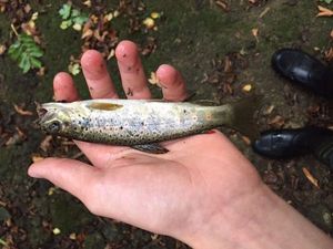 Brown Trout