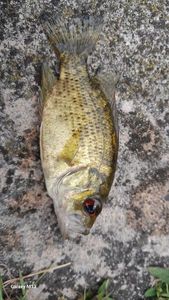 Smallmouth Bass