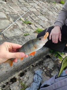 European Perch