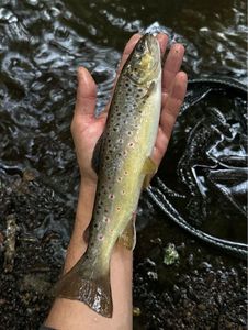 Brown Trout