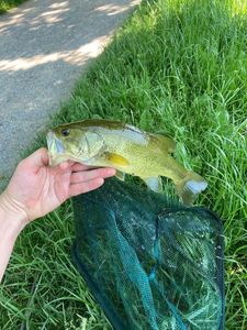 Largemouth Bass