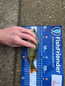 European Perch