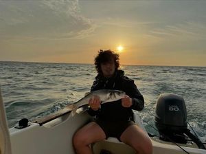European Bass (Seabass)