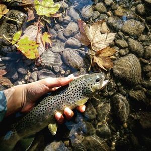 Brown Trout