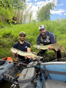 Northern Pike