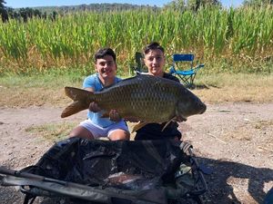 Common Carp