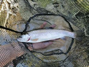 Rainbow Trout