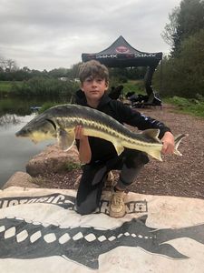 Sturgeon