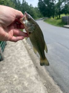 Largemouth Bass