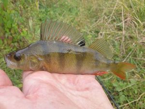 European Perch