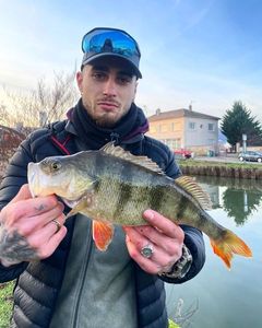 European Perch