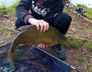 Common Bream