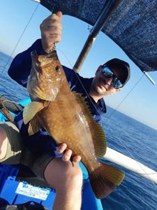 Brownspotted Grouper