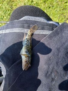 Round Goby