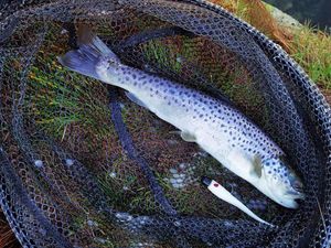 Brown Trout
