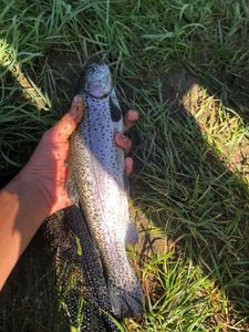 Rainbow Trout