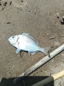 Fork-Tailed Threadfin Bream