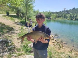 Common Bream