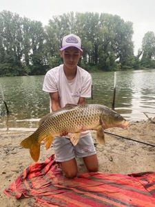 Common Carp