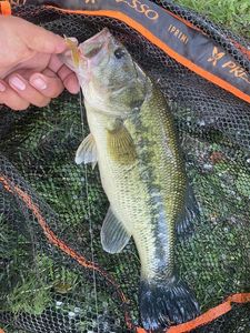 Largemouth Bass