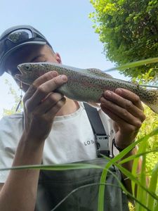 Rainbow Trout