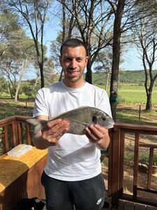 Fork-Tailed Threadfin Bream