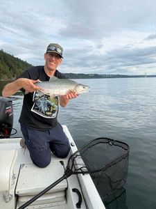 Pink Salmon