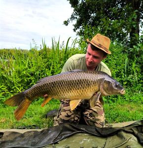 Common Carp